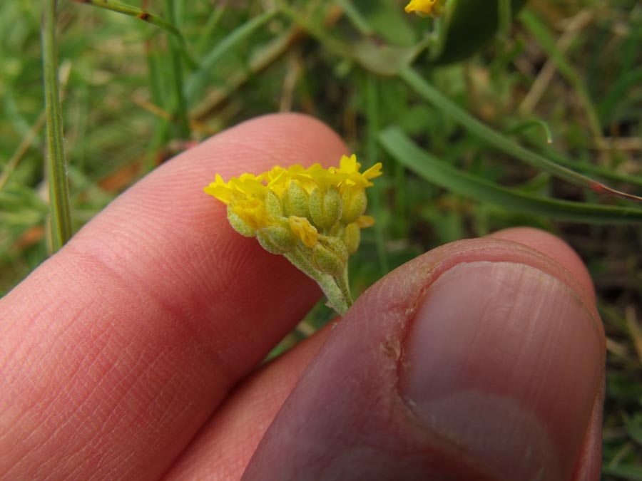 Brassicacea garganica (Lepidium ?)